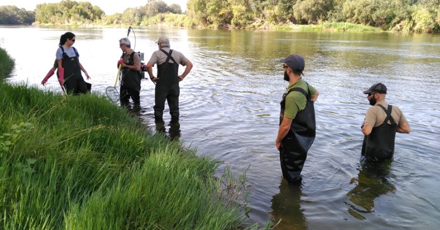 Quedan lampreas en el Ebro? | EbreActiu.cat, revista digital de ocio activo | Terres de l’Ebre... Quedan lampreas en el Ebro? | EbreActiu.cat, revista digital de ocio activo | Terres de l’Ebre...