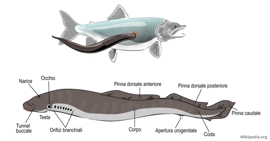 Quedan lampreas en el Ebro? | EbreActiu.cat, revista digital de ocio activo | Terres de l’Ebre... Quedan lampreas en el Ebro? | EbreActiu.cat, revista digital de ocio activo | Terres de l’Ebre...