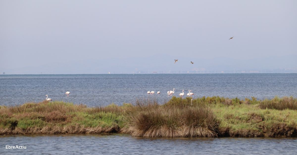 Com serà el delta de l’Ebre en un futur protagonitzat pel canvi climàtic? | EbreActiu.cat, revista digital d’oci actiu | Terres de l’Ebre ... Com serà el delta de l’Ebre en un futur protagonitzat pel canvi climàtic? | EbreActiu.cat, revista digital d’oci actiu | Terres de l’Ebre ...