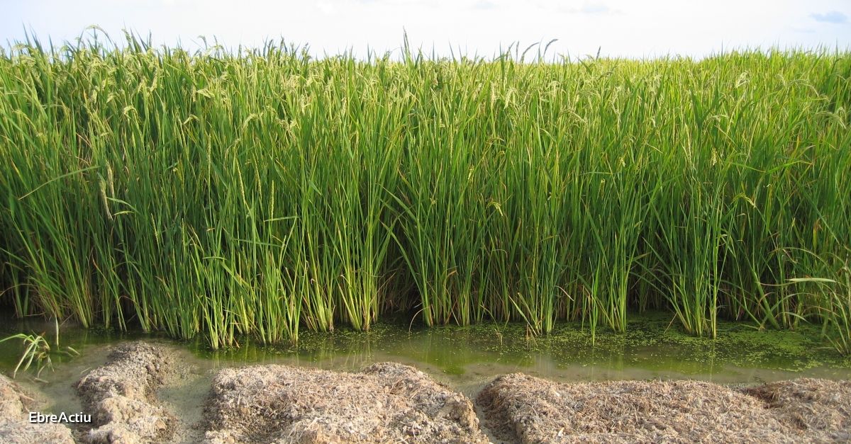 La rotaci del cultiu d’arrs amb quinoa permetria frenar les males herbes i diversificar el sector al Delta