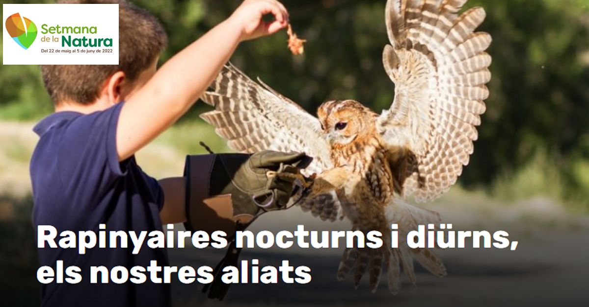 Setmana de la Natura: Rapinyaires nocturns i di�rns, els nostres aliats