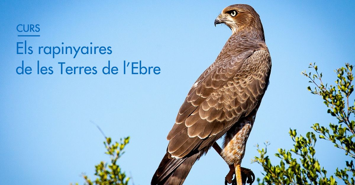 Las rapaces de las Terres de l�Ebre