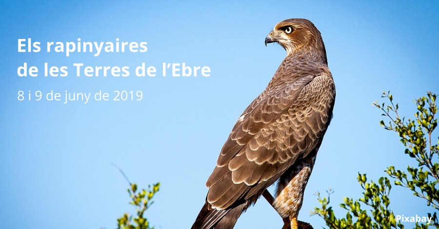 Las rapaces de las Terres de l&rsquo;Ebre
