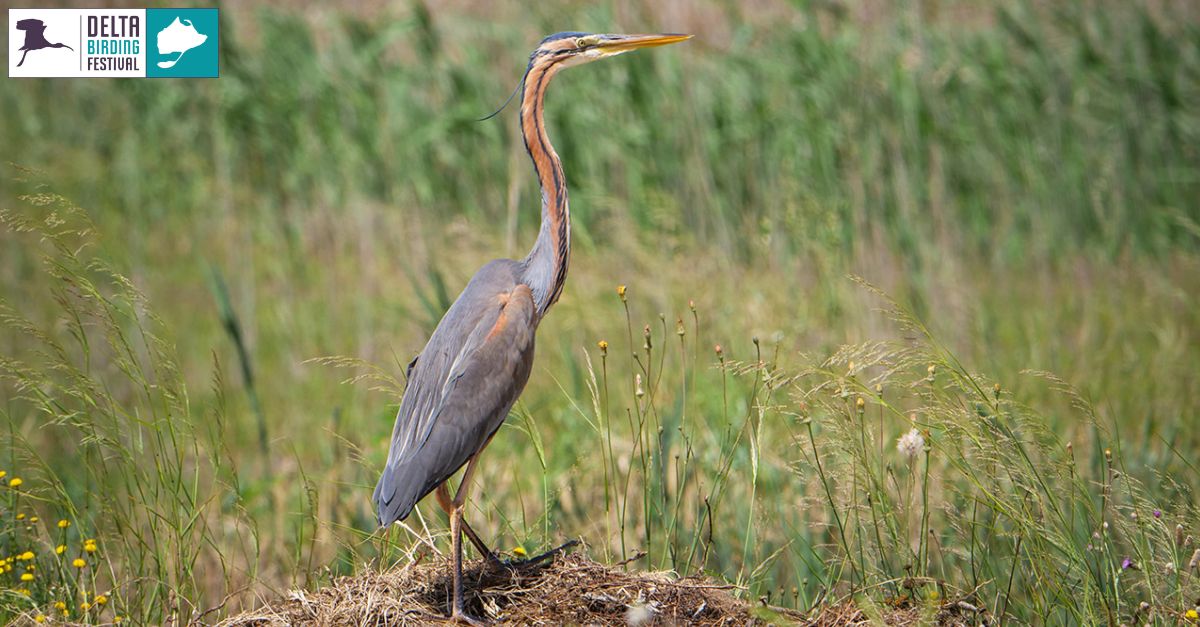 #DBF22 Rastrejant el Delta #DBF22 Rastrejant el Delta