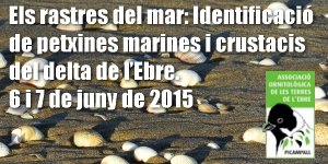 Els rastres del mar: Identificaci� de petxines marines i crustacis del delta de l�Ebre