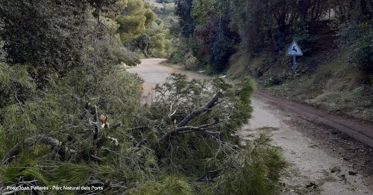 Uni de Pagesos alerta de perill d’incendis als boscos afectats pel temporal Filomena