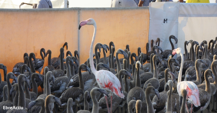 Rcord histric de parelles reproductores de flamenc al delta de lEbre