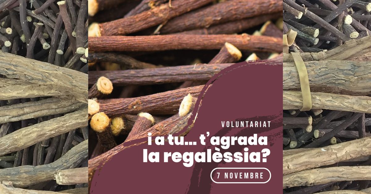 Actividad de voluntariado: T&rsquo;agrada la regal�ssia?