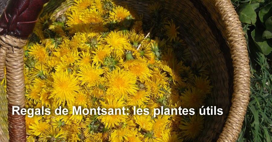 Regals de Montsant: les plantes �tils