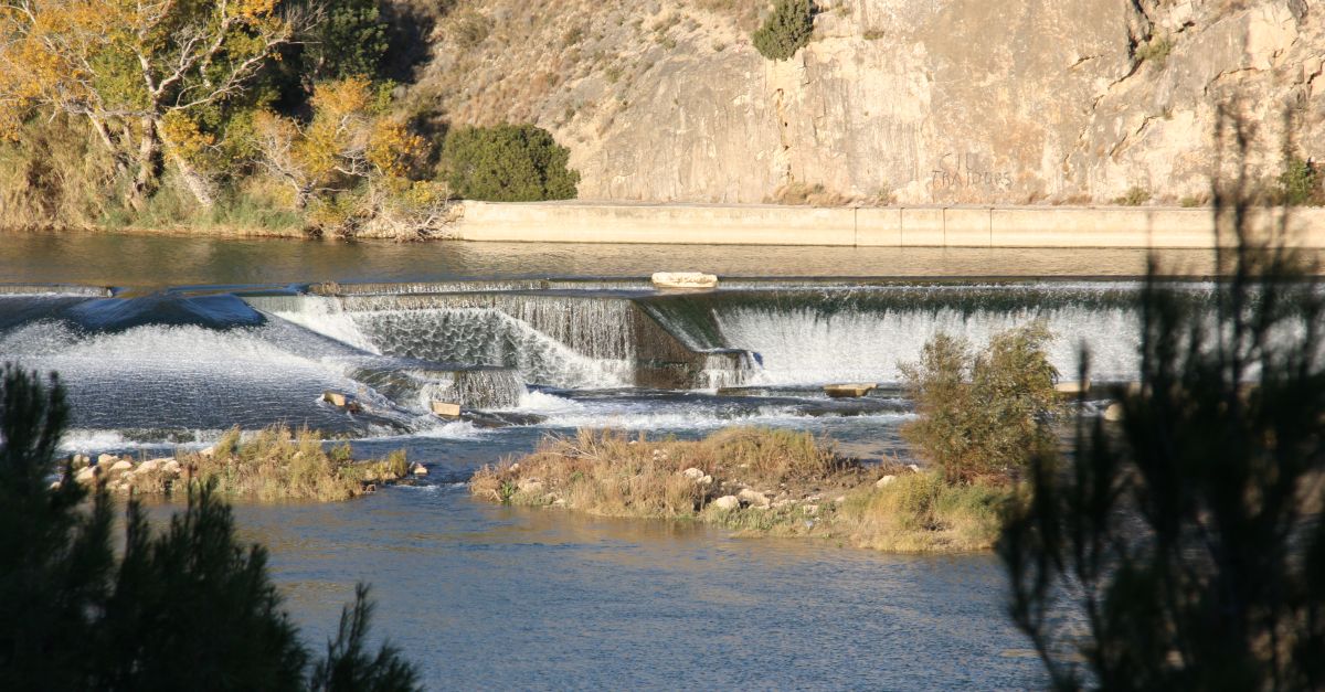 LIDECE reintroduir exemplars desturions al riu Ebre i construir la rampa de peixos a Xerta aquest desembre