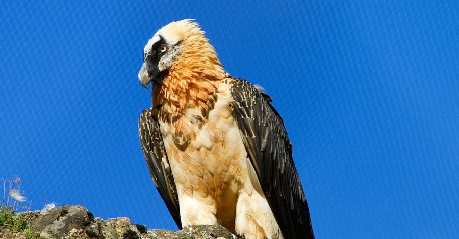 El Parc Natural dels Ports installa dos punts dalimentaci suplementria per a trencalossos