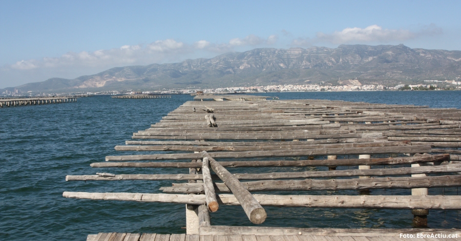 Reactivar l’aportaci d’aigua dola per millorar l’aqicultura a les badies  dels alfacs i del Fangar | EbreActiu.cat, revista digital d’oci actiu | Terres de l’Ebre ...