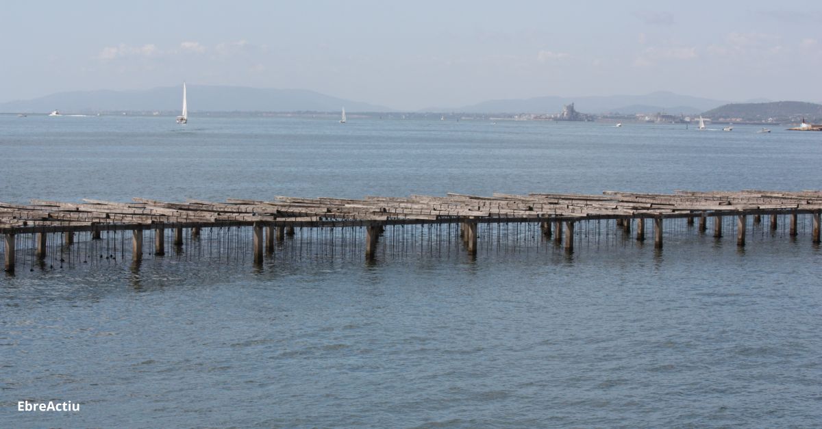La badia dels Alfacs es reobre a la pesca desprs d’un mes i mig tancada per una alga marina txica