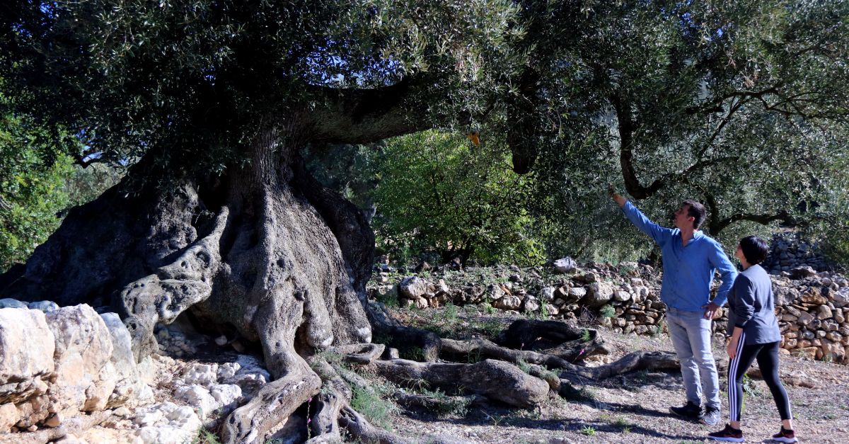 Les 48 oliveres millenries rescatades de vivers pel Govern catal es replantaran al seu lloc dorigen abans de final dany