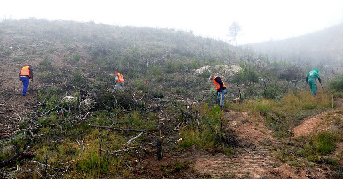 Flix inicia els treballs de repoblament forestal a la finca de lErmita del Remei