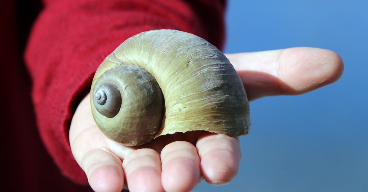 Repunta fins a 3.000 el nombre d’exemplars de caragol maana extrets enguany de l’Ebre aiges avall de Tortosa | EbreActiu.cat, revista digital d’oci actiu | Terres de l’Ebre ...