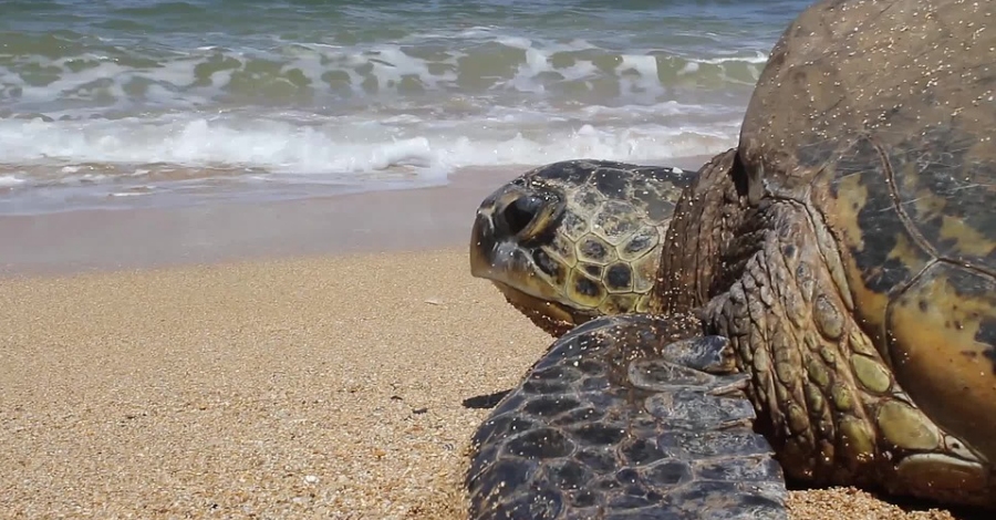 La Xarxa de Rescat de Fauna Marina recull prop de 500 animals entre 2012 i 2016