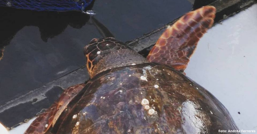 Rescatada una tortuga babaua a les Cases dAlcanar