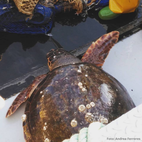 Rescatada una tortuga babaua a les Cases d&rsquo;Alcanar | EbreActiu.cat, revista digital d&rsquo;oci actiu | Terres de l&rsquo;Ebre ...
