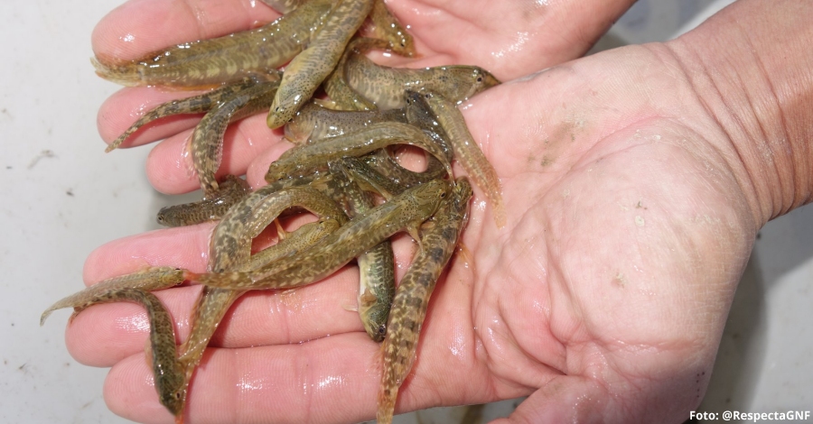 Rescatades 276 bavoses de riu a Ginestar i 82 a Benissanet | EbreActiu.cat, revista digital d’oci actiu | Terres de l’Ebre ...