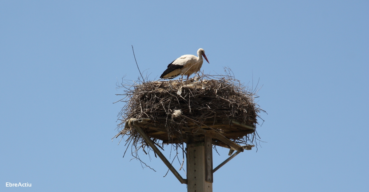 La Reserva Natural de Sebes anilla los polluelos de cigea blanca nacidos este ao