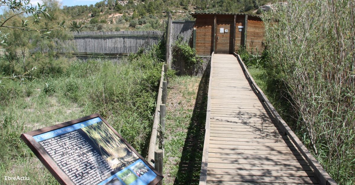 La Reserva Natural de Sebes anilla los polluelos de cig�e�a blanca nacidos este a�o | EbreActiu.cat, revista digital de ocio activo | Terres de l&rsquo;Ebre...