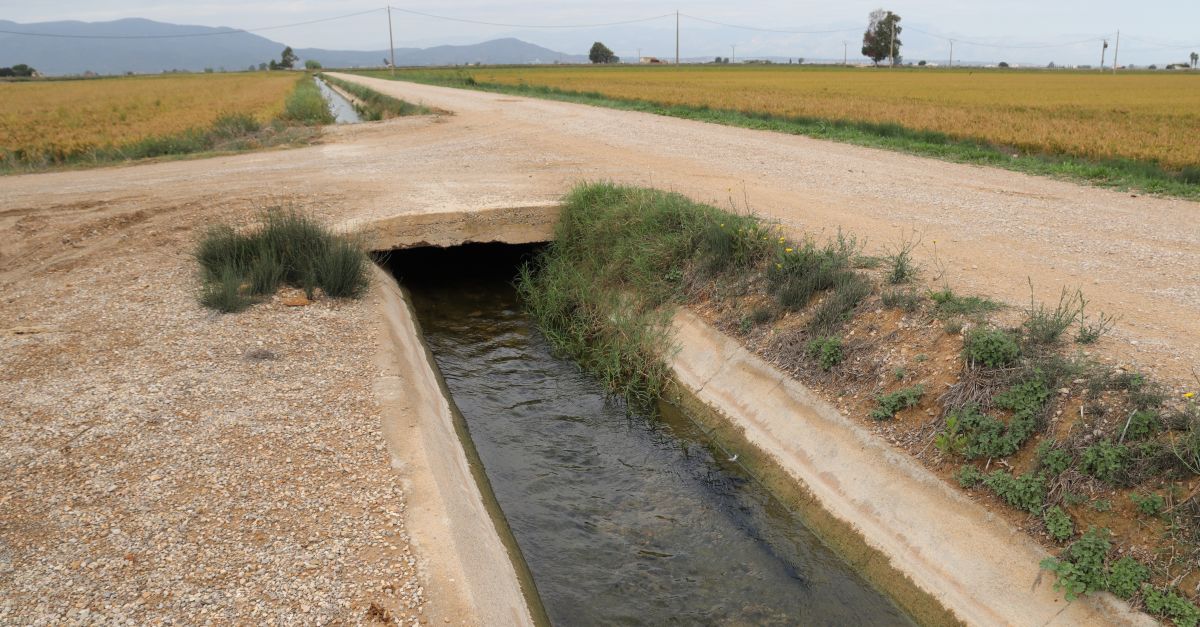 El delta de lEbre es prepara per iniciar la campanya de larrs amb la meitat de dotaci daigua de reg