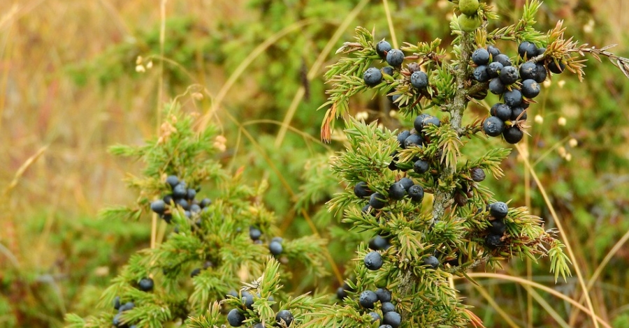 Riba-roja d�Ebre organitza la 1a Festa de l�oli de ginebre