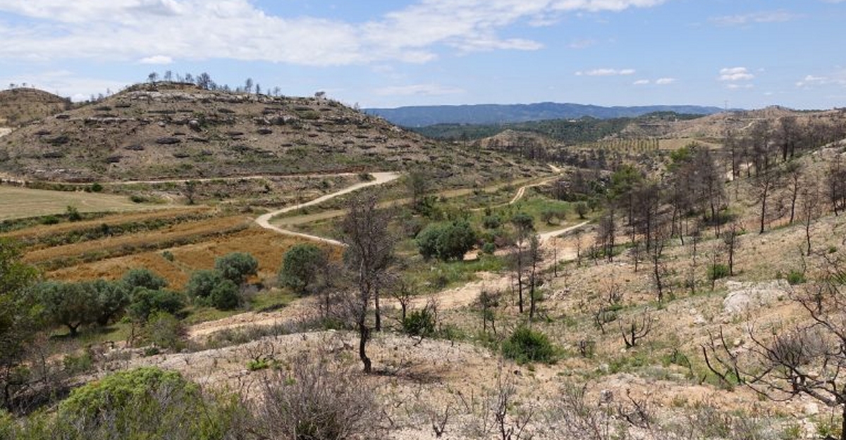 Un any desprs de lincendi, la Ribera demana ms esforos perqu els pagesos puguin viure de la terra