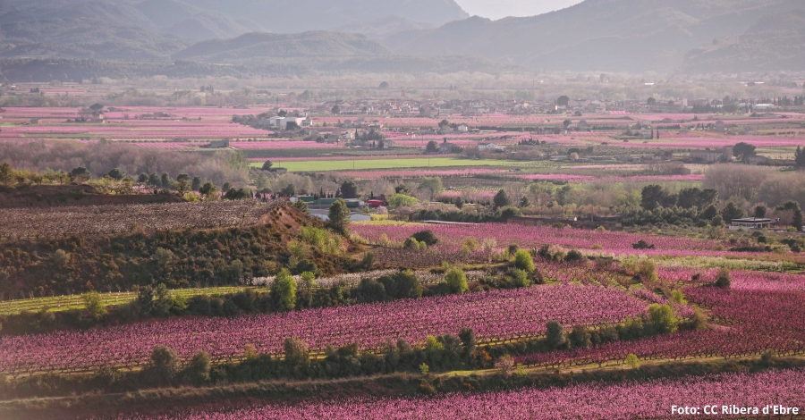 La Ribera en flor obre la temporada turstica de la Ribera dEbre