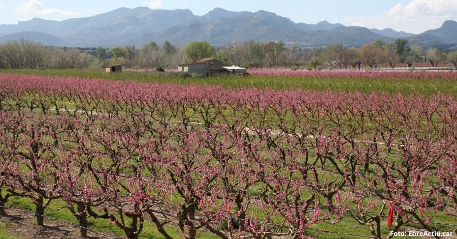 La Ribera en flor obre la temporada tur�stica de la Ribera d&rsquo;Ebre | EbreActiu.cat, revista digital d&rsquo;oci actiu | Terres de l&rsquo;Ebre ...