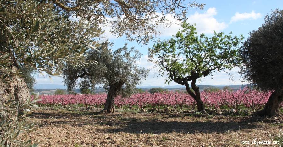 Potenciar i consolidar el producte agroalimentari de la Ribera dEbre