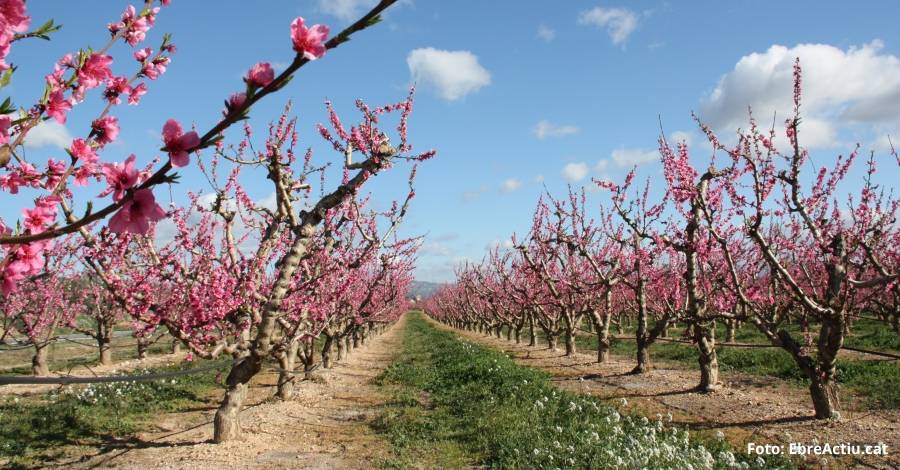 La Ribera dEbre i Aitona salien per promocionar conjuntament la floraci com a atractiu turstic