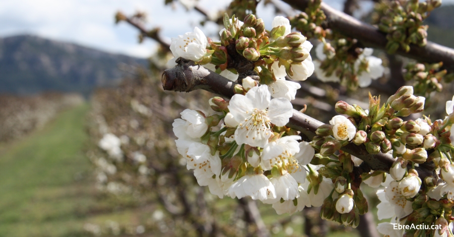 La floració dels presseguers ja ha començat a la Ribera d’Ebre! | EbreActiu.cat, revista digital d’oci actiu | Terres de l’Ebre ... La floració dels presseguers ja ha començat a la Ribera d’Ebre! | EbreActiu.cat, revista digital d’oci actiu | Terres de l’Ebre ...