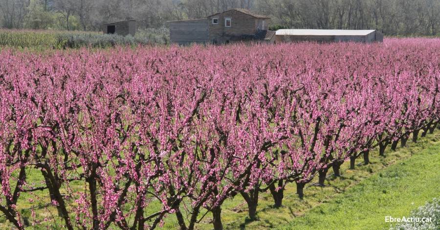 La floració dels presseguers ja ha començat a la Ribera d’Ebre! | EbreActiu.cat, revista digital d’oci actiu | Terres de l’Ebre ... La floració dels presseguers ja ha començat a la Ribera d’Ebre! | EbreActiu.cat, revista digital d’oci actiu | Terres de l’Ebre ...