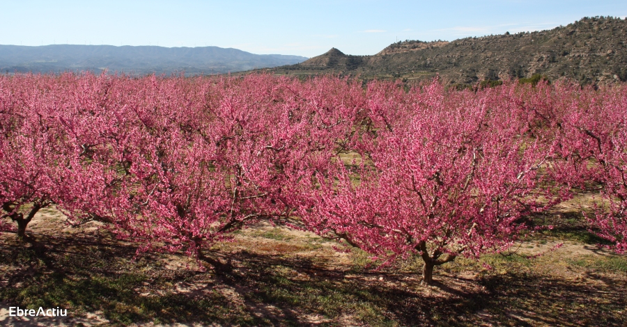 La Ribera en flor | EbreActiu.cat, revista digital d&rsquo;oci actiu | Terres de l&rsquo;Ebre ...