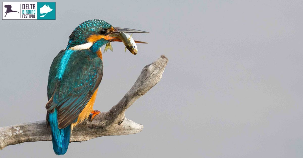 #DBF22 Riet vell en fam�lia