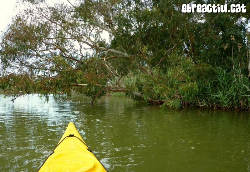 Riu Ebre i gola de Migjorn amb caiac | EbreActiu.cat, revista digital d&rsquo;oci actiu | Terres de l&rsquo;Ebre ...