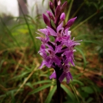 Roquetes, monta�a, ciencia y tradici�n