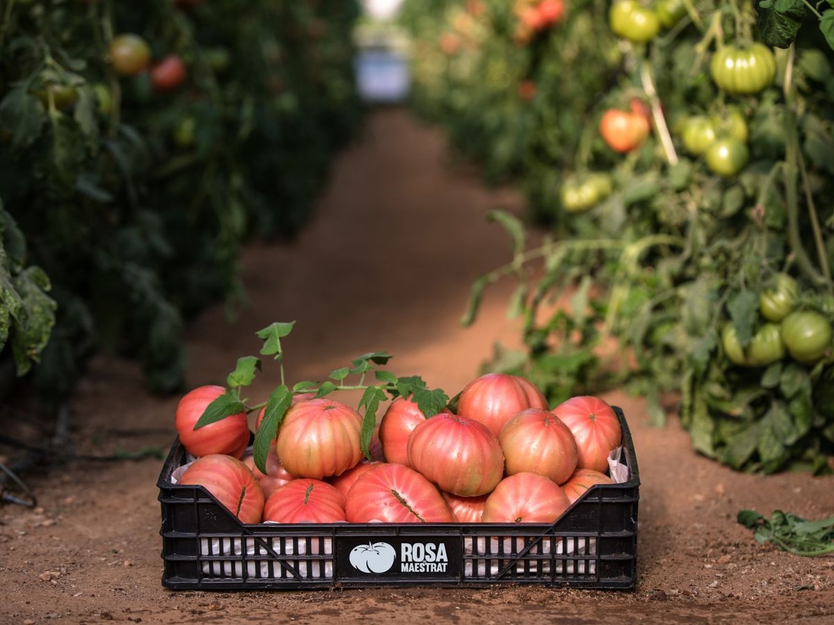 Rosa del Maestrat. Todo el sabor del tomate con residuo cero | EbreActiu.cat, revista digital de ocio activo | Terres de l&rsquo;Ebre...