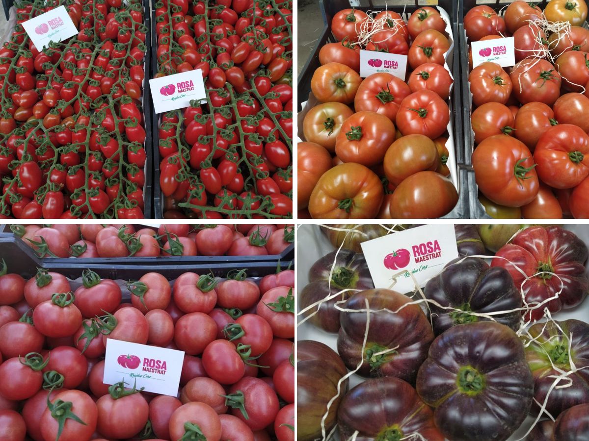 Rosa del Maestrat. Todo el sabor del tomate con residuo cero | EbreActiu.cat, revista digital de ocio activo | Terres de l’Ebre...