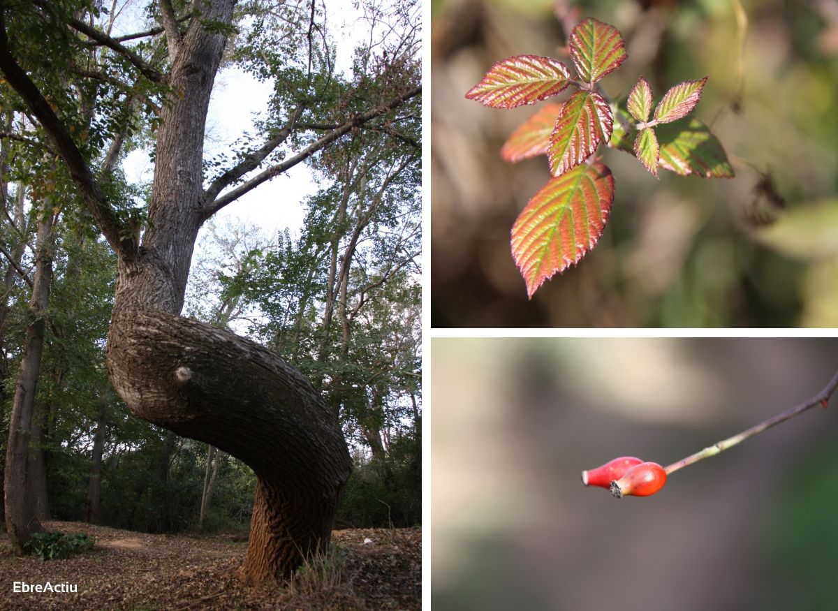 Ruta: Masdenverge - Basses de la Foia | EbreActiu.cat, revista digital de ocio activo | Terres de l’Ebre... Ruta: Masdenverge - Basses de la Foia | EbreActiu.cat, revista digital de ocio activo | Terres de l’Ebre...