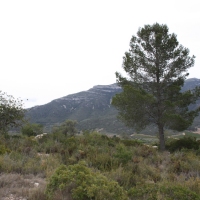 �lbum: La Serreta de Freginals