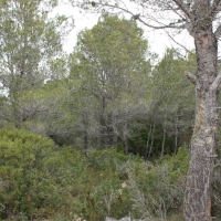 �lbum: La Serreta de Freginals