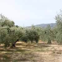 �lbum: La Serreta de Freginals