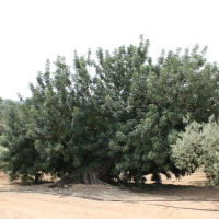 �lbum: La Serreta de Freginals