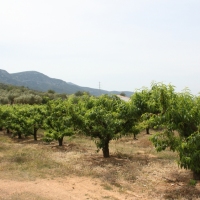 �lbum: La Serreta de Freginals