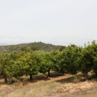 �lbum: La Serreta de Freginals