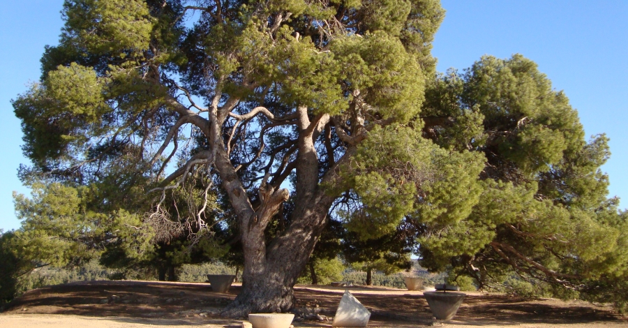 Ruta natura a la Palma d�Ebre