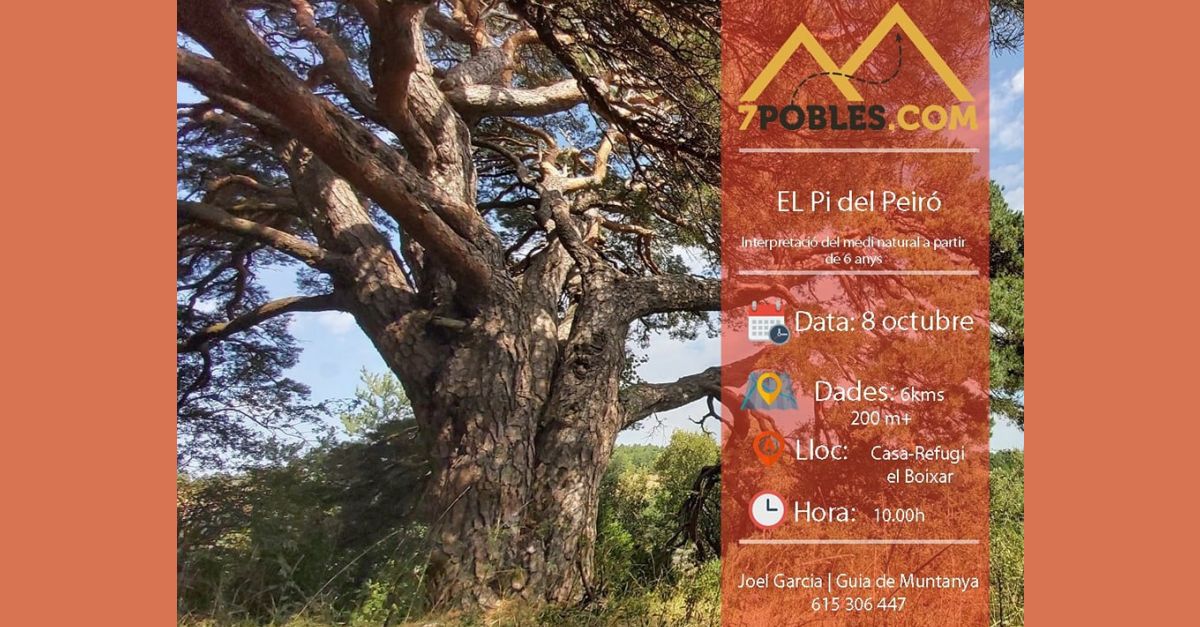 Ruta guiada al Pino del Peir�